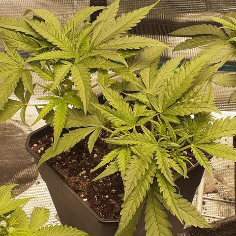 Gorilla Girl Fv growlog timeline photo