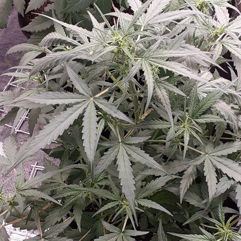Gorilla Glue Auto  growlog timeline photo