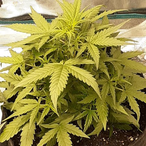 Gorilla Glue Auto  growlog timeline photo