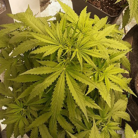 Gorilla Glue Auto  growlog timeline photo