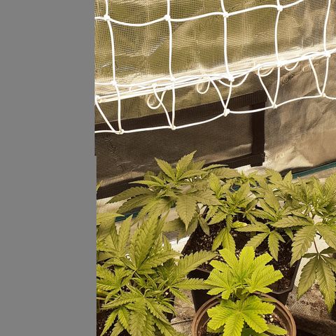 Gorilla Girl Fv growlog timeline photo