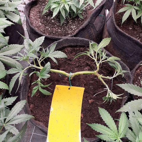 Gorilla Girl Fv growlog timeline photo