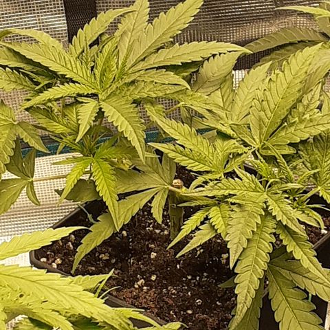 Gorilla Girl Fv growlog timeline photo