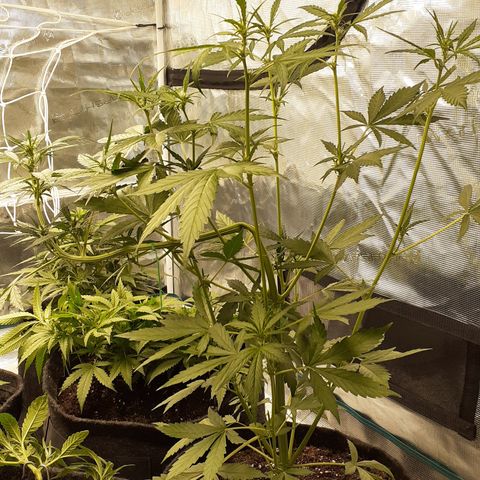 Red Critical Auto  growlog timeline photo