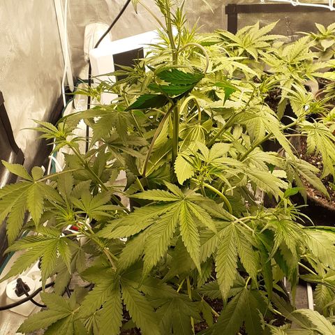 Red Critical Auto  growlog timeline photo