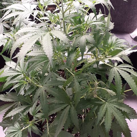 Purple punch Auto  growlog timeline photo