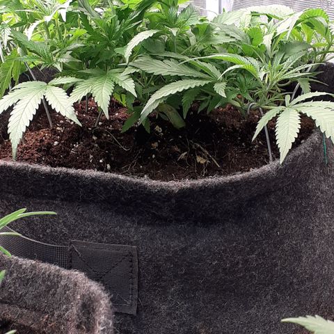 Pakistan Valley  growlog timeline photo