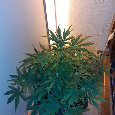 Bruce Banner Auto  growlog timeline photo