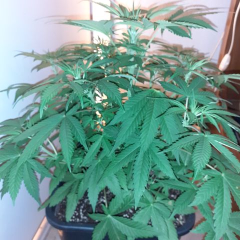 Bruce Banner Auto  growlog timeline photo