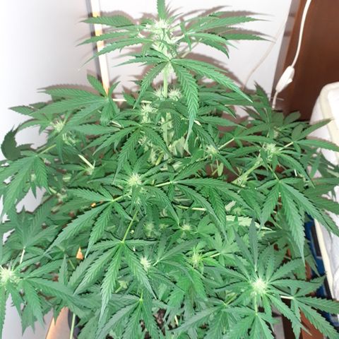 Lemon Kush Auto  growlog timeline photo