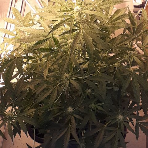 Lemon Kush Auto  growlog timeline photo