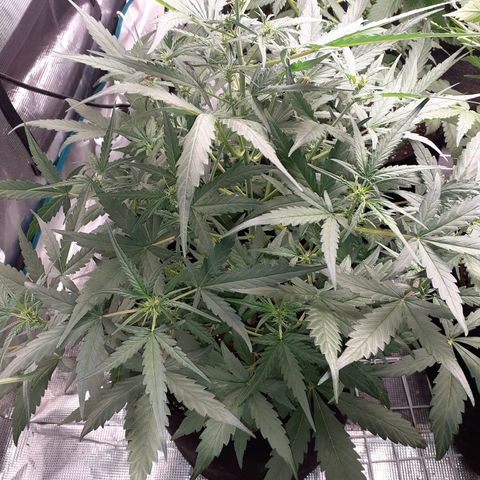 Red Critical Auto  growlog timeline photo