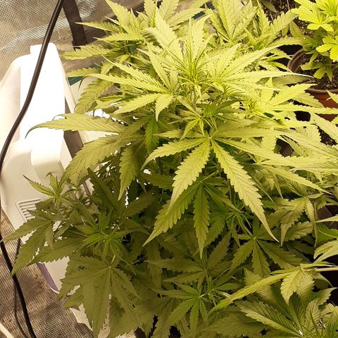 Gorilla Glue Auto  growlog timeline photo