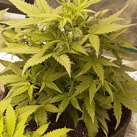Gorilla Glue Auto  growlog timeline photo