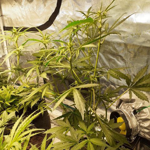 Red Critical Auto  growlog timeline photo