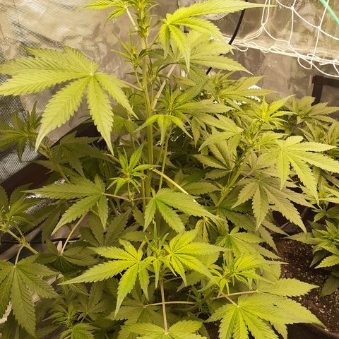 Red Critical Auto  growlog timeline photo
