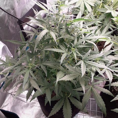 Lemon Kush Auto  growlog timeline photo