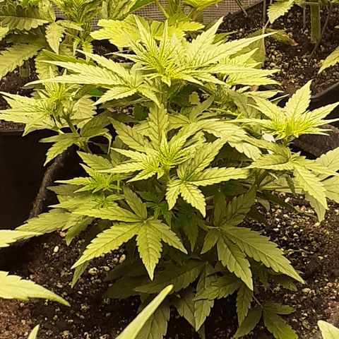 Lemon Kush Auto  growlog timeline photo