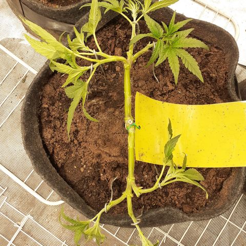Gorilla Girl Fv growlog timeline photo