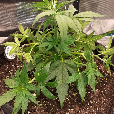 Lemon Kush Auto  growlog timeline photo