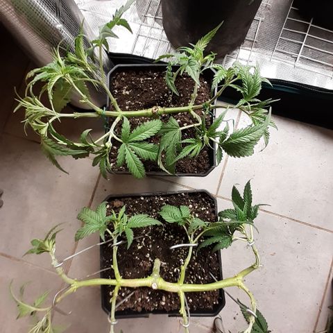 Gorilla Girl Fv growlog timeline photo