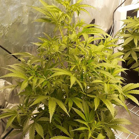 Purple punch Auto  growlog timeline photo