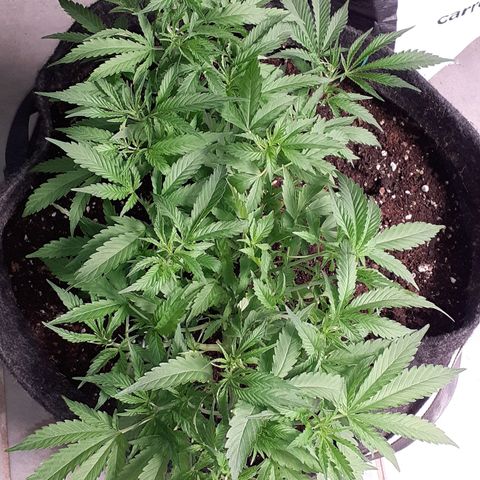 Pakistan Valley  growlog timeline photo