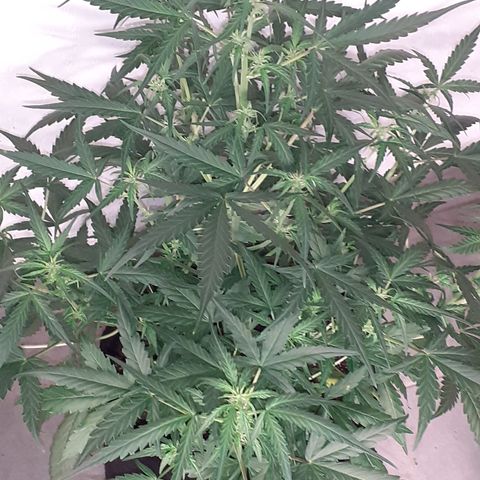 Gorilla Glue Auto  growlog timeline photo
