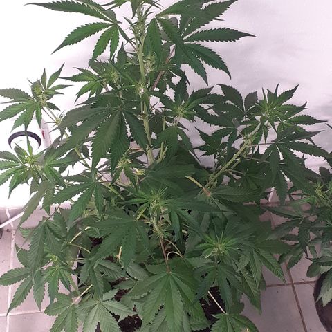 Red Critical Auto  growlog timeline photo