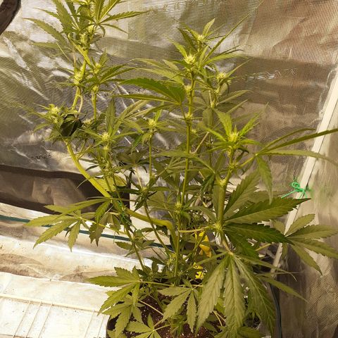 Red Critical Auto  growlog timeline photo