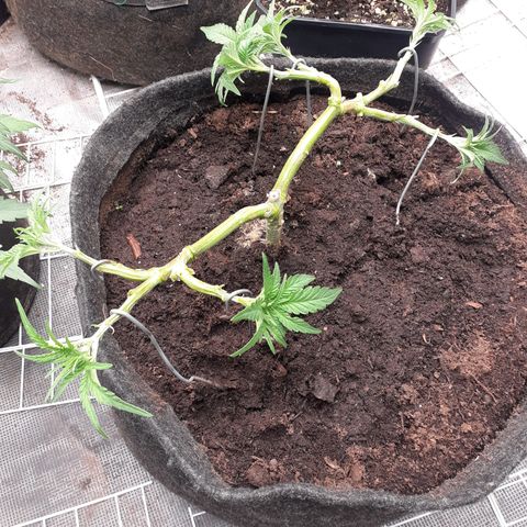 Gorilla Girl Fv growlog timeline photo