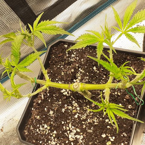 Gorilla Girl Fv growlog timeline photo