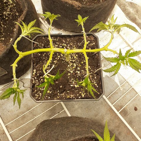 Gorilla Girl Fv growlog timeline photo