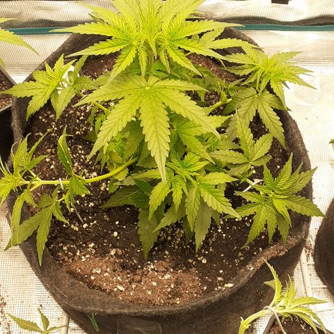 Lemon Kush Auto  growlog timeline photo