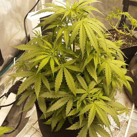 Gorilla Glue Auto  growlog timeline photo