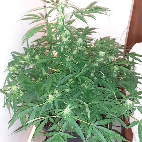 Lemon Kush Auto  growlog timeline photo