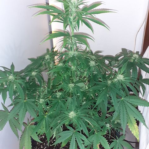 Bruce Banner Auto  growlog timeline photo