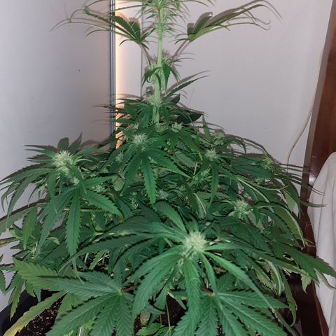 Bruce Banner Auto  growlog timeline photo