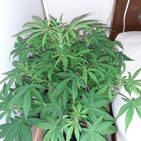 Bruce Banner Auto  growlog timeline photo
