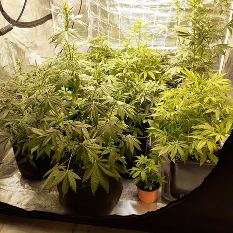 Bruce Banner Auto  growlog timeline photo