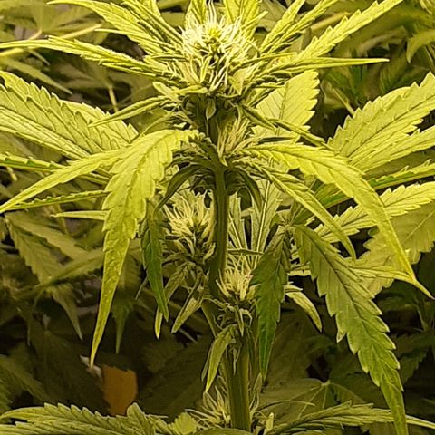 Bruce Banner Auto  growlog timeline photo