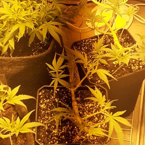 Gorilla Girl Fv growlog timeline photo