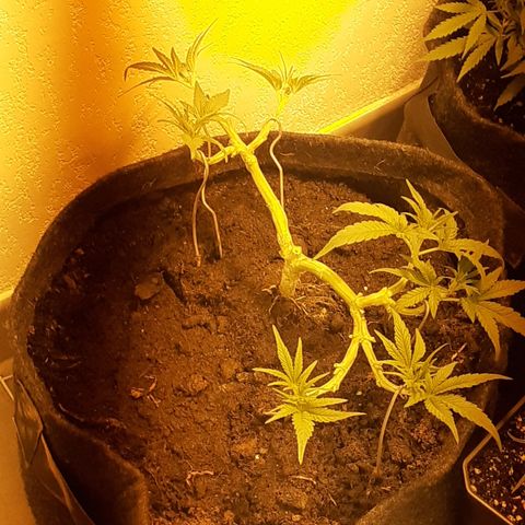 Gorilla Girl Fv growlog timeline photo