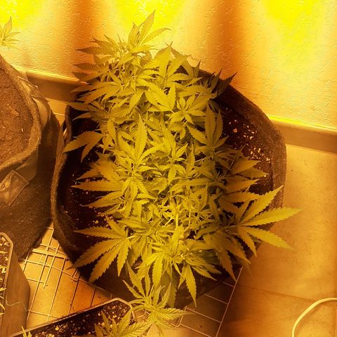 Pakistan Valley  growlog timeline photo
