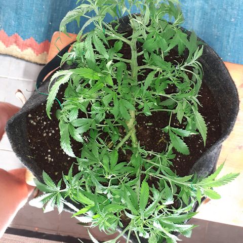 Pakistan Valley  growlog timeline photo