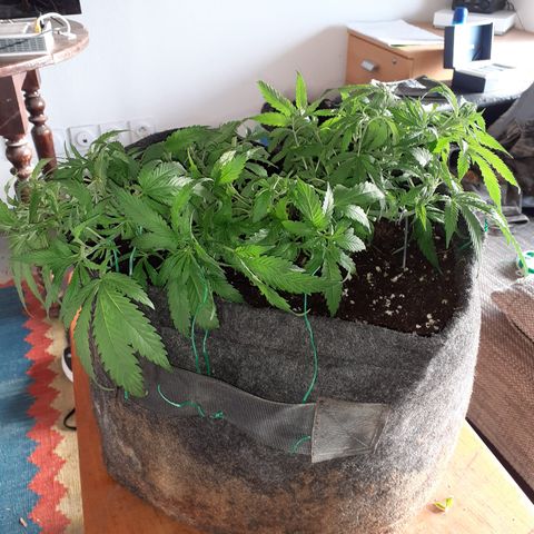 Pakistan Valley  growlog timeline photo