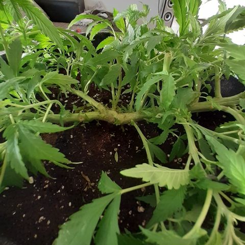 Pakistan Valley  growlog timeline photo