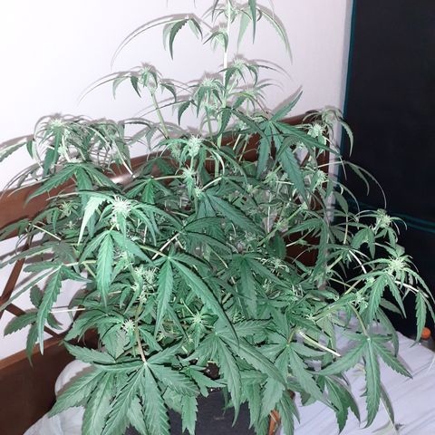 Gorilla Glue Auto  growlog timeline photo