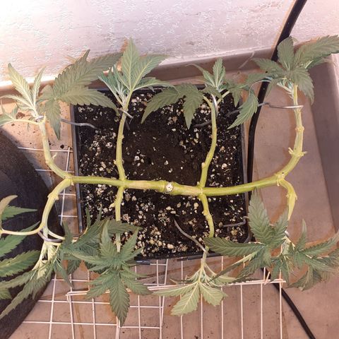 Gorilla Girl Fv growlog timeline photo