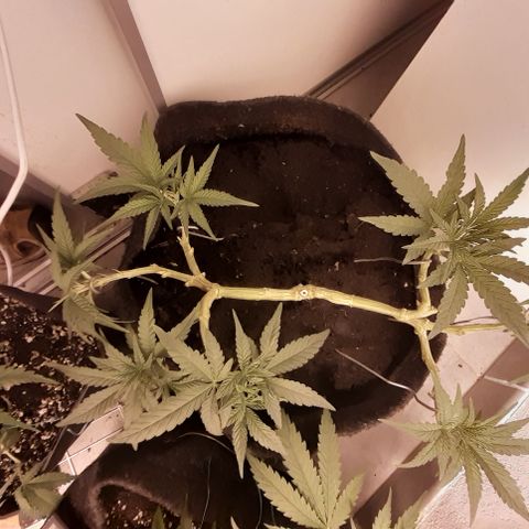 Gorilla Girl Fv growlog timeline photo